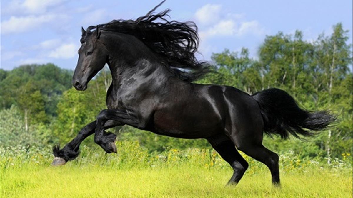 Nằm mơ thấy ngựa là điềm lành hay điềm dữ? đánh lô đề bao nhiêu?