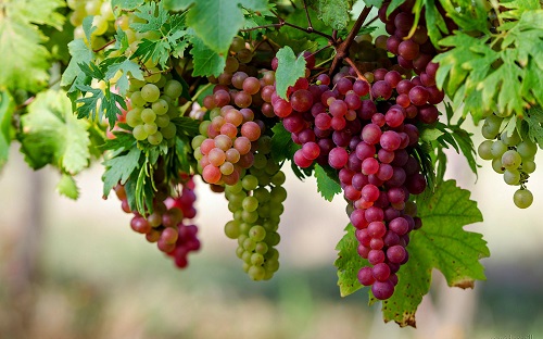 Nằm Mơ Thấy Cây Nho Sai Quả - Giải Mã Ý Nghĩa Và Điềm Báo Từ Giấc Mơ