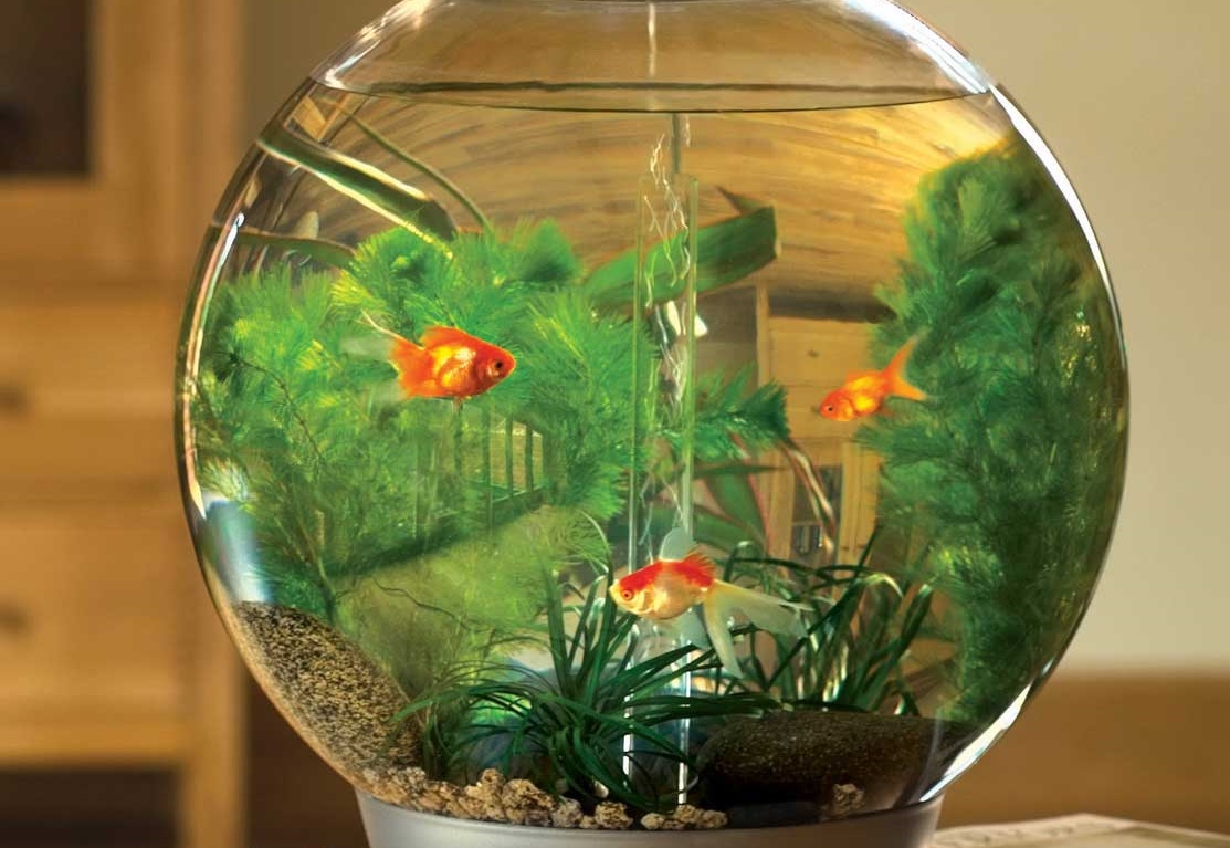 Маленький аквариум