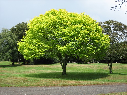 Hình Nền Cây Cây Xanh Tải Về Miễn Phí Hình ảnh thiên nhiên cây cối vầng  hào quang Sáng Tạo Từ Lovepik