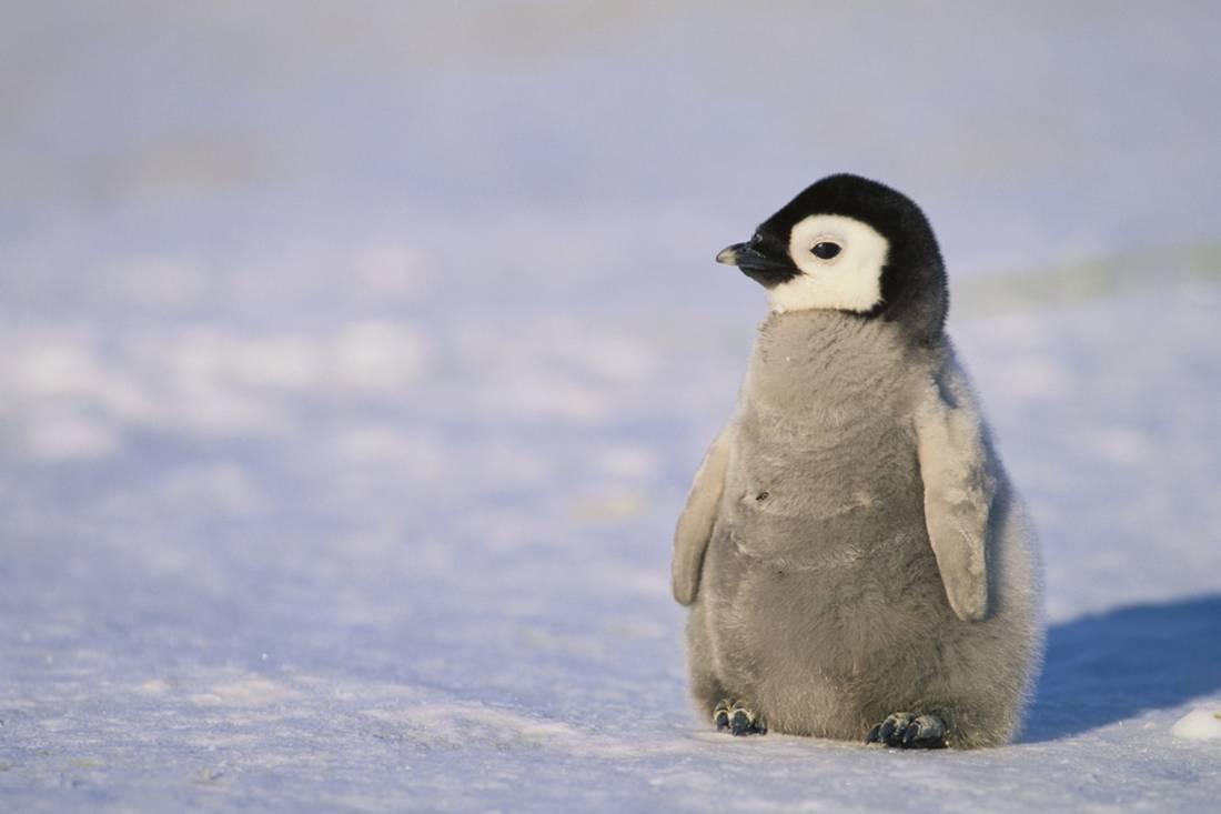 Mơ thấy chim cánh cụt: Ý nghĩa và những con số may mắn