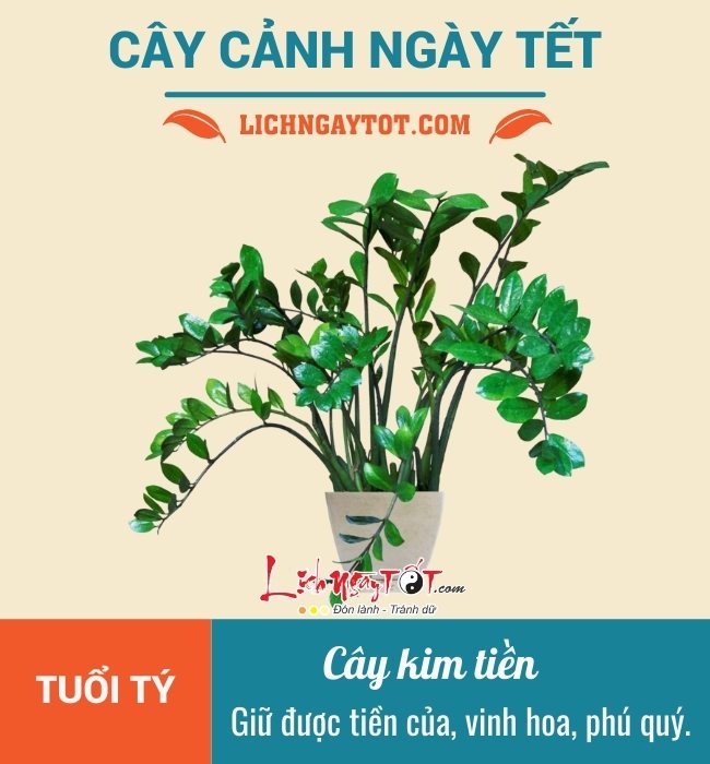 Cay canh ngay Tet cho 12 con giap, nguoi tuoi Ty