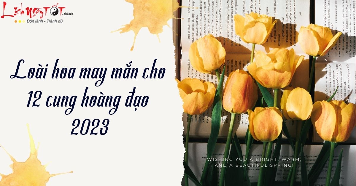 99 hình nền cỏ 4 lá  cỏ 4 lá cho máy tính điện thoại