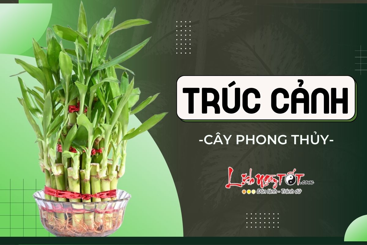 Cay truc canh phong thuy