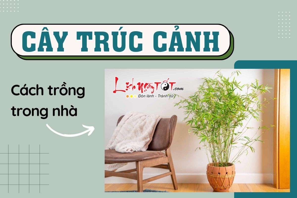 Cach trong cay truc canh phong thuy