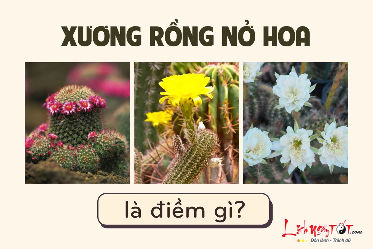 Xuong rong no hoa la diem gi