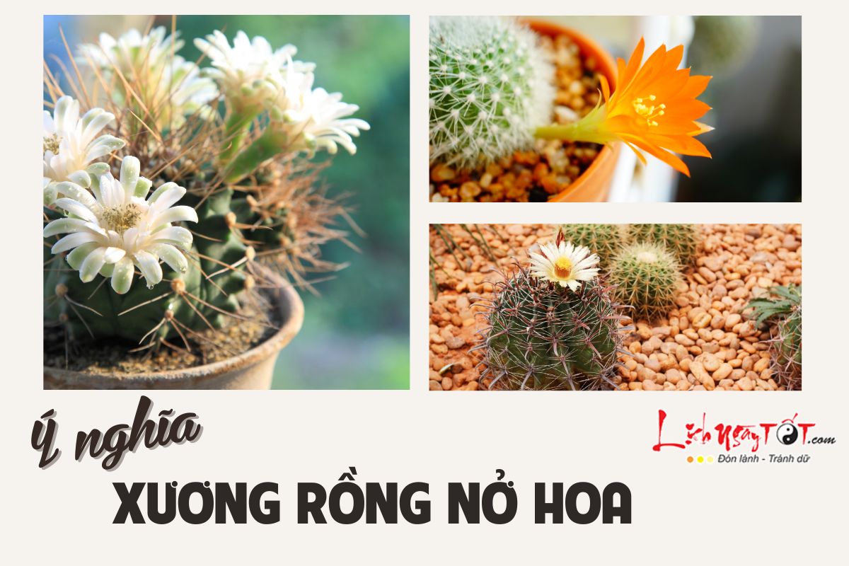 Xuong rong no hoa