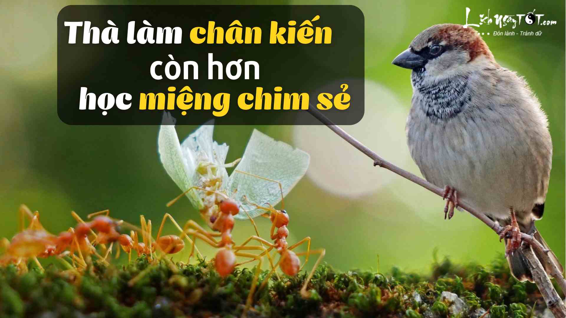 Tha lam chan kien con hon hoc mieng chim se