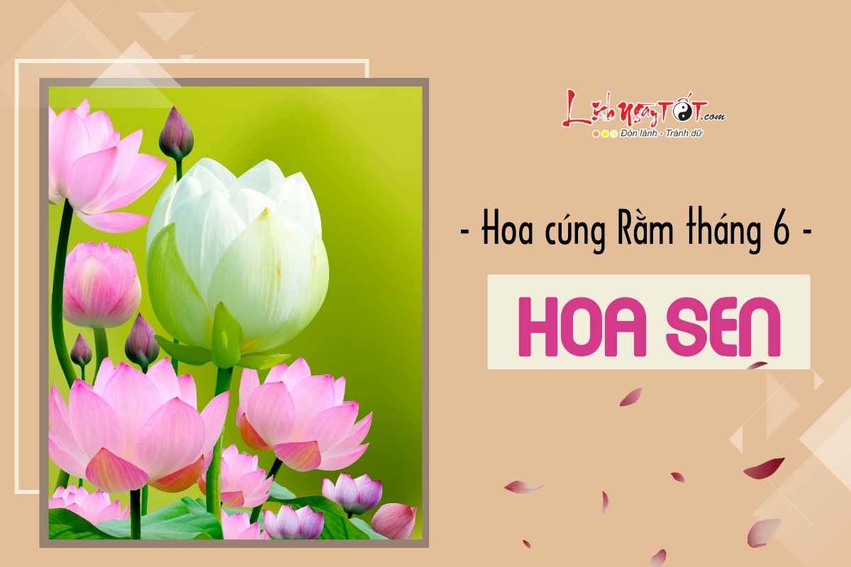 Hoa cung Ram thang 6 - Hoa sen