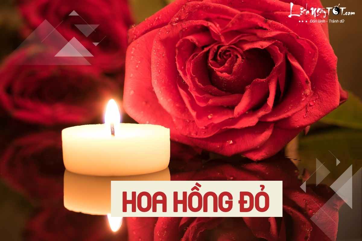 Hoa cung Ram thang 6 - Hoa hong do