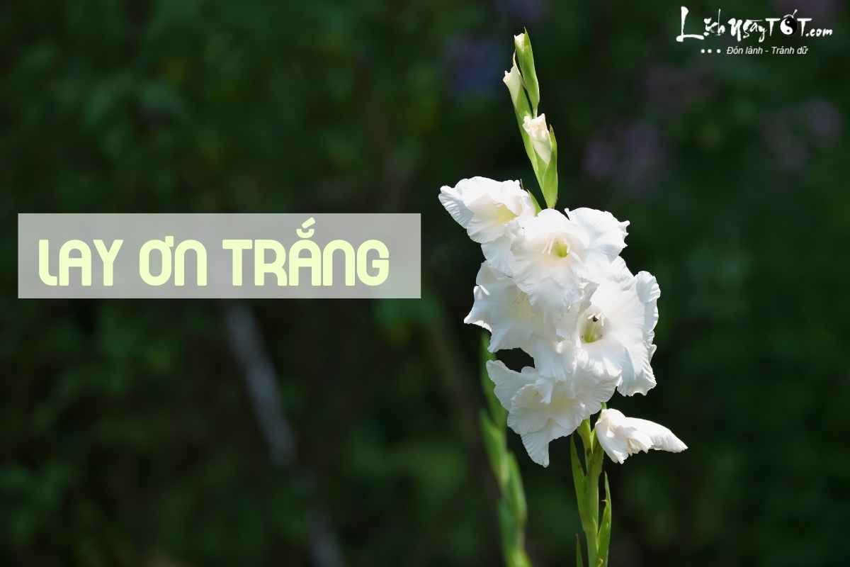 Hoa cung Ram thang 6 - Hoa lay on trang