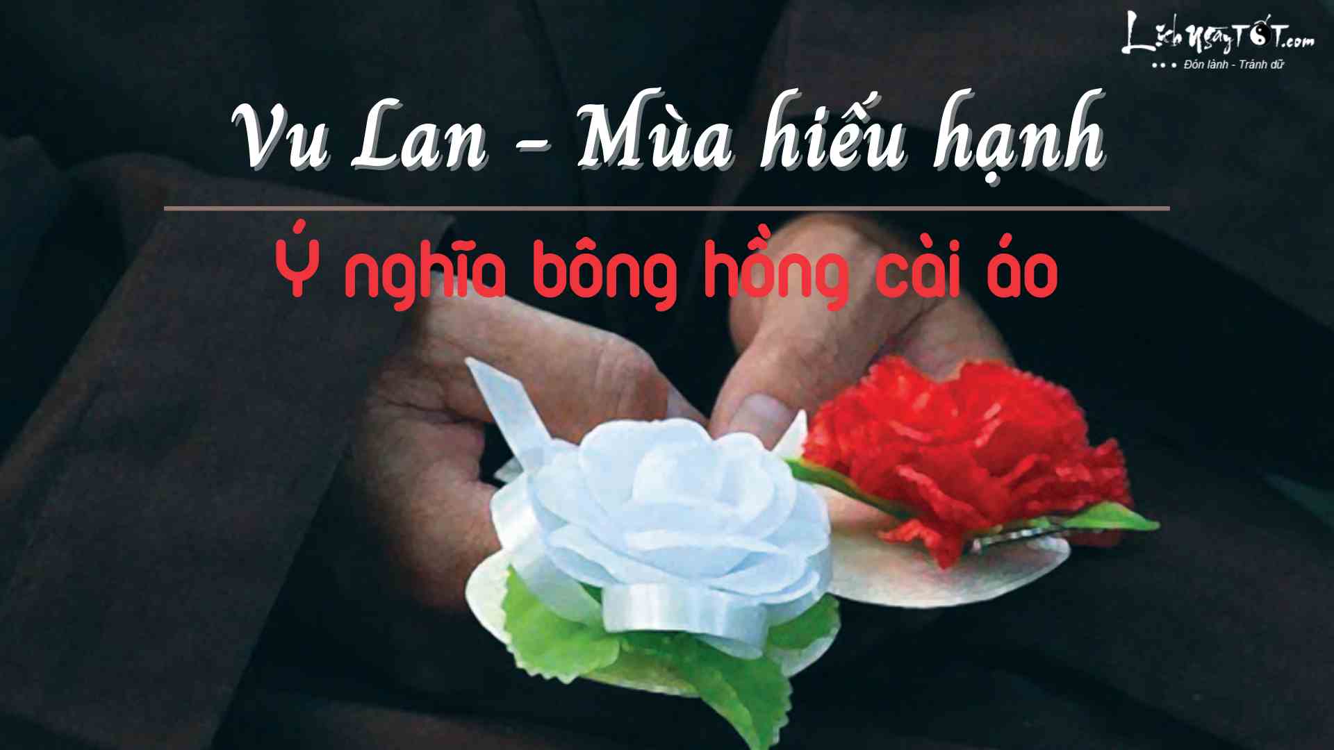 Hoa hong cai ao mua Vu Lan