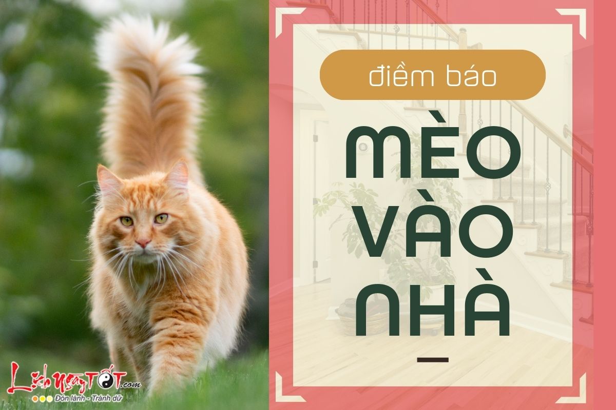 MÈO VÀO NHÀ là điềm gì? Tai họa rình rập hay vận may tiềm ẩn?