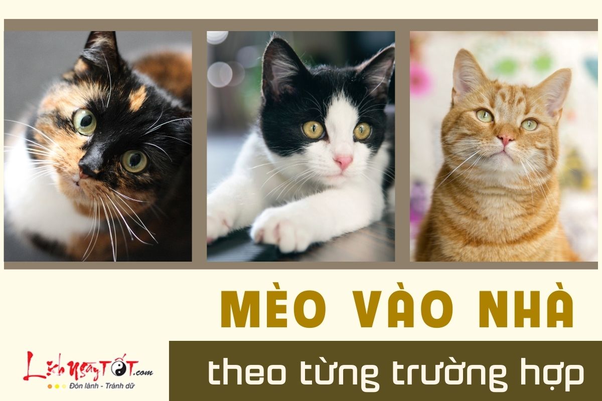 Hien tuong meo vao nha