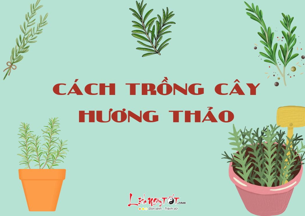 Cach trong cay huong thao