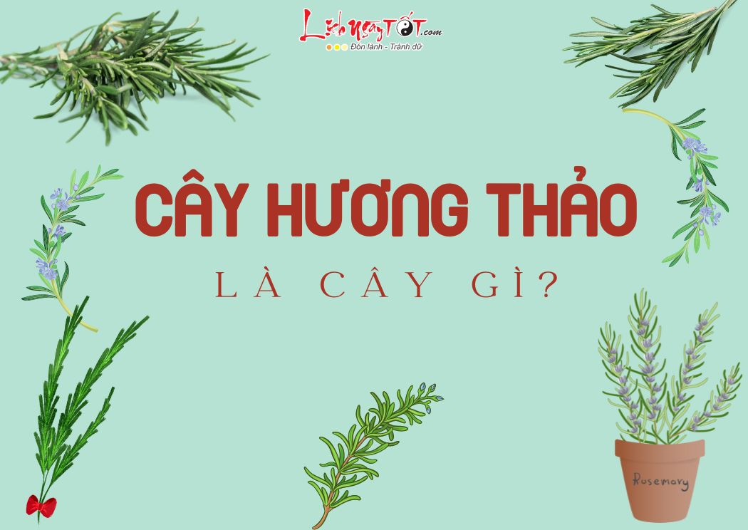 Cay huong thao phong thuy la gi