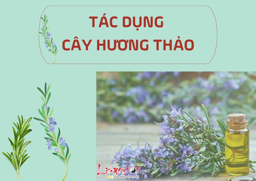 Tac dung cay huong thao