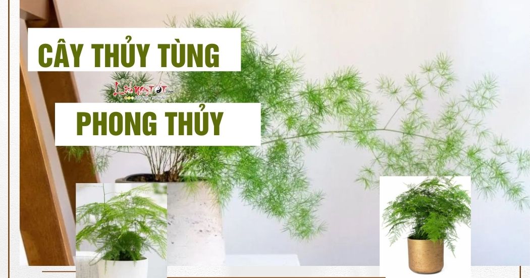 Cay thuy tung phong thuy