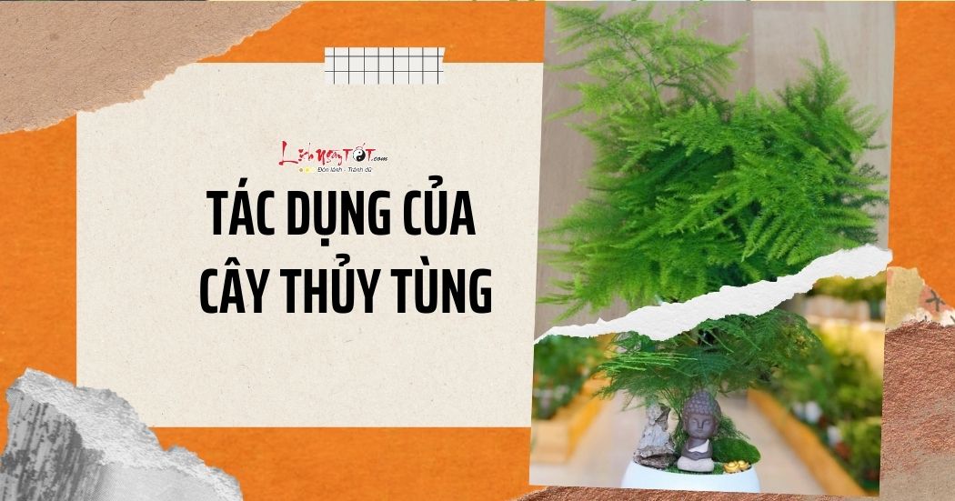 Thuy tung co loi ich gi