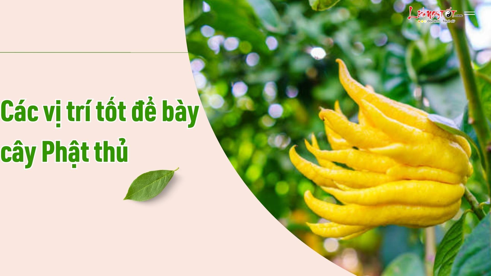 Các vị trí tốt để bày cây Phật thủ Cac vi tri tot de bay cay Phat thu