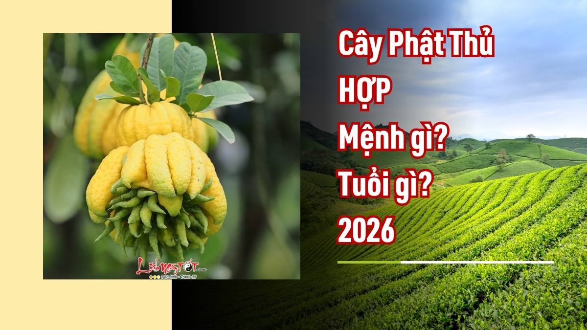 những người nên bày cây Phật Thủ trong nhà năm 2026 nhung nguoi nen bay cay Phat Thu trong nha nam 2026