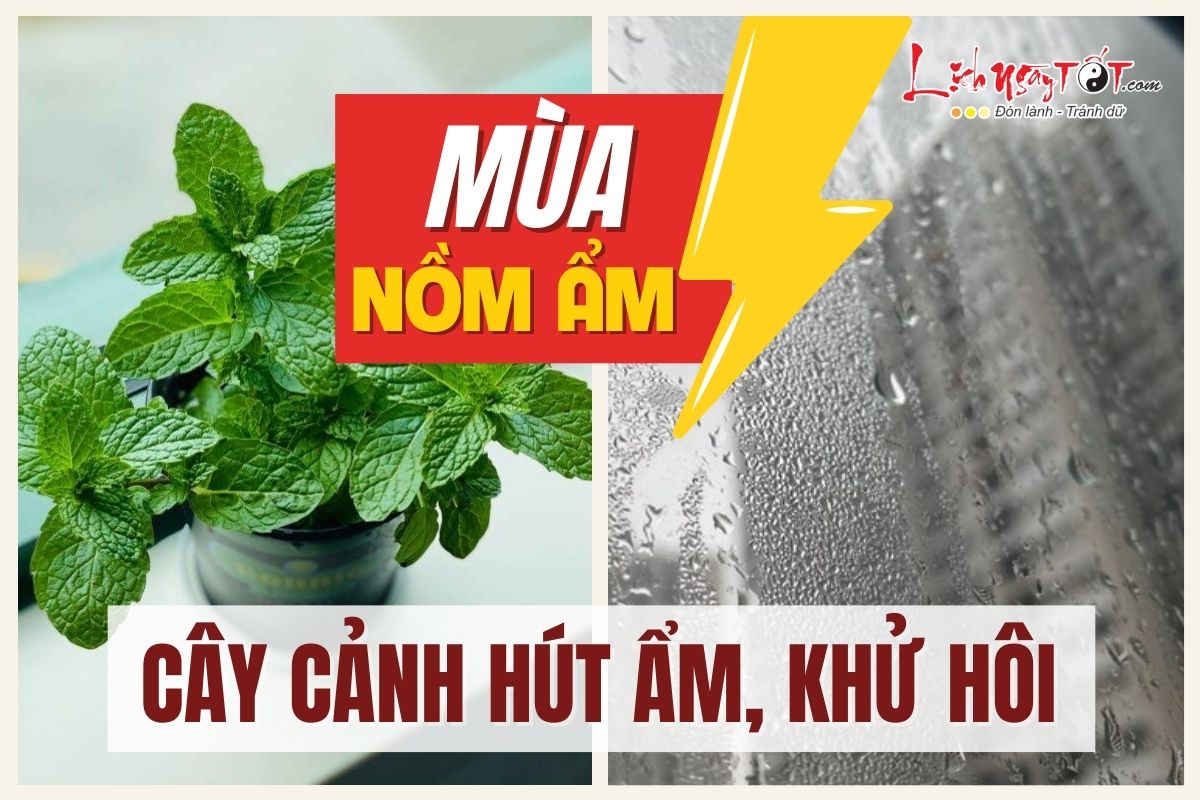 Cay canh khac tinh cua troi nom