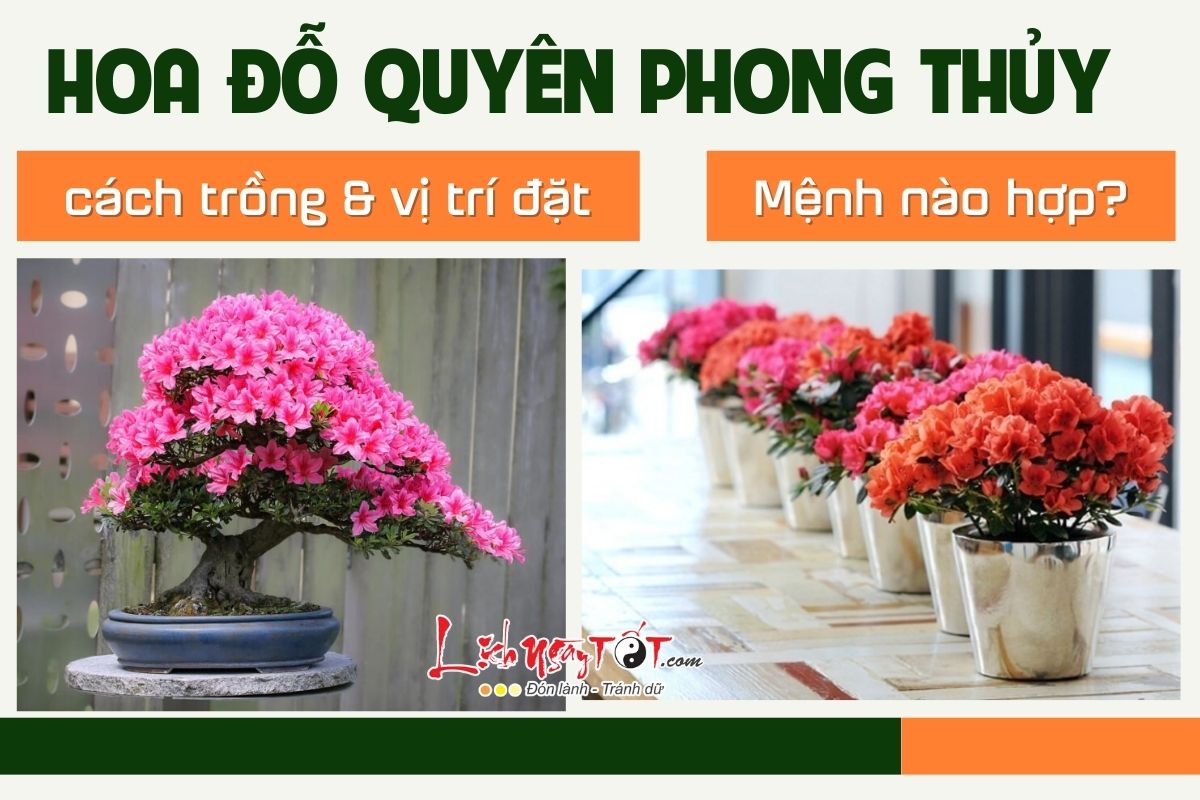 Cach trong va vi tri dat cay do quyen