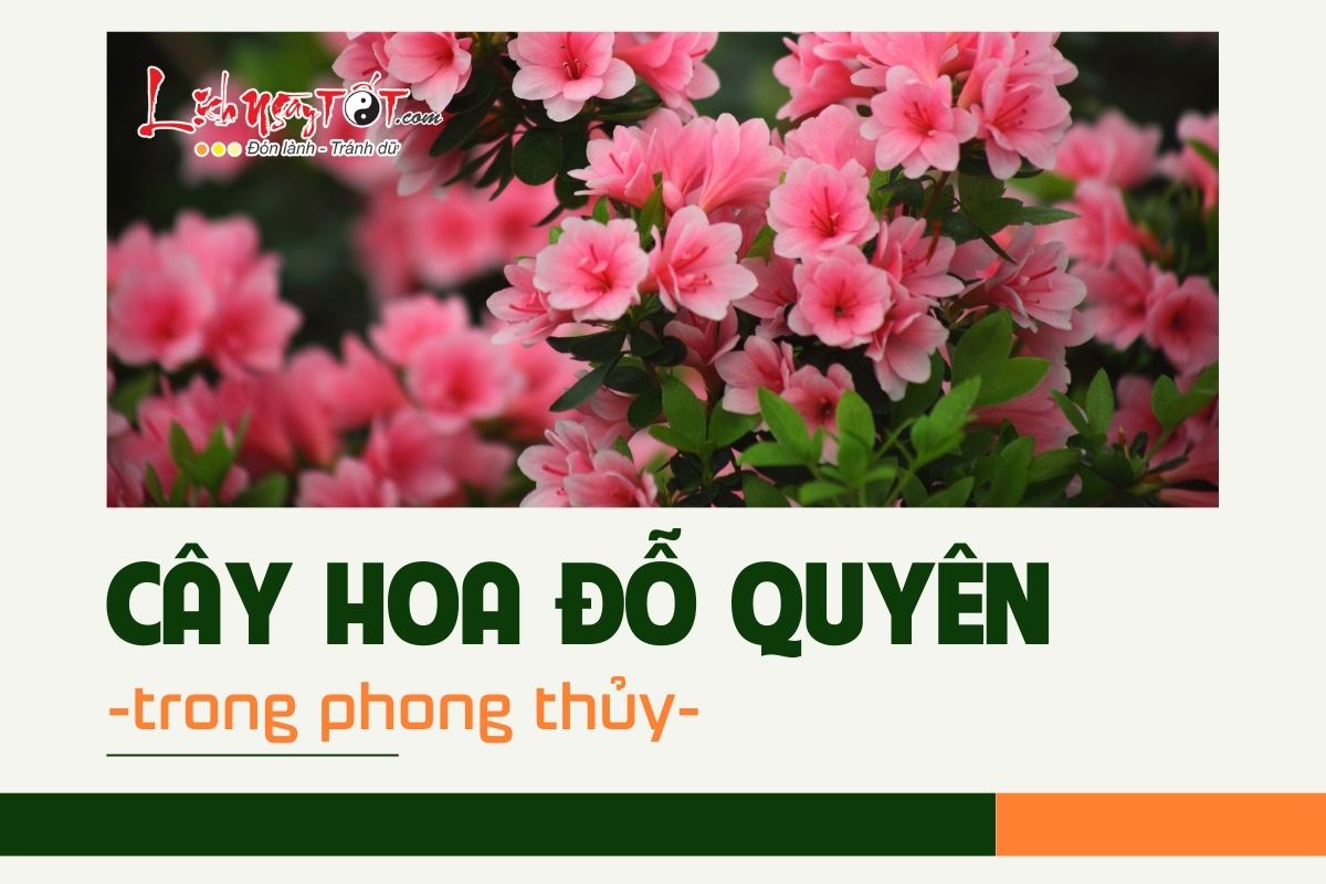 Cay hoa do quyen trong phong thuy