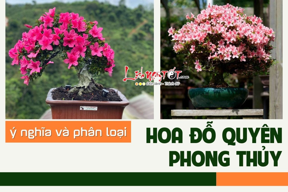 Cong dung cay hoa do quyen trong phong thuy