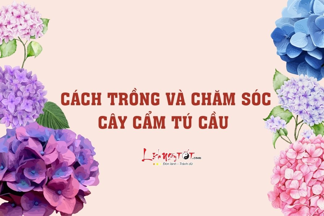 Cach trong va cham soc cam tu cau