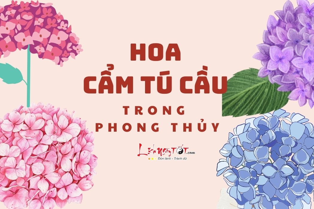 Hoa cam tu cau trong phong thuy