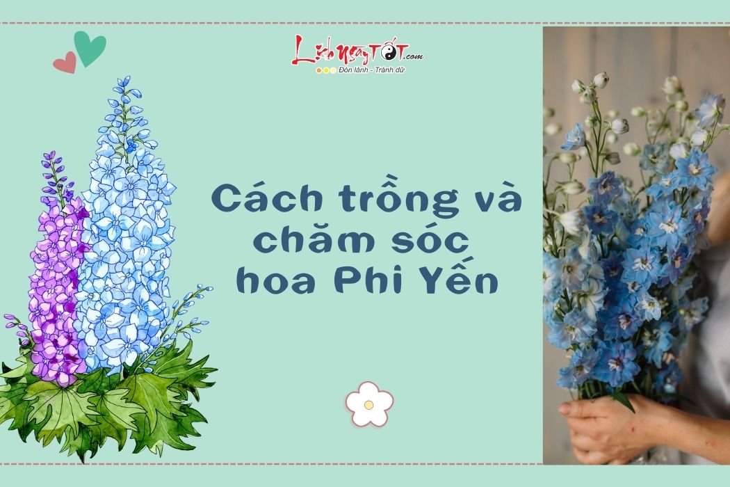 Cach trong va cham soc Hoa phi yen phong thuy