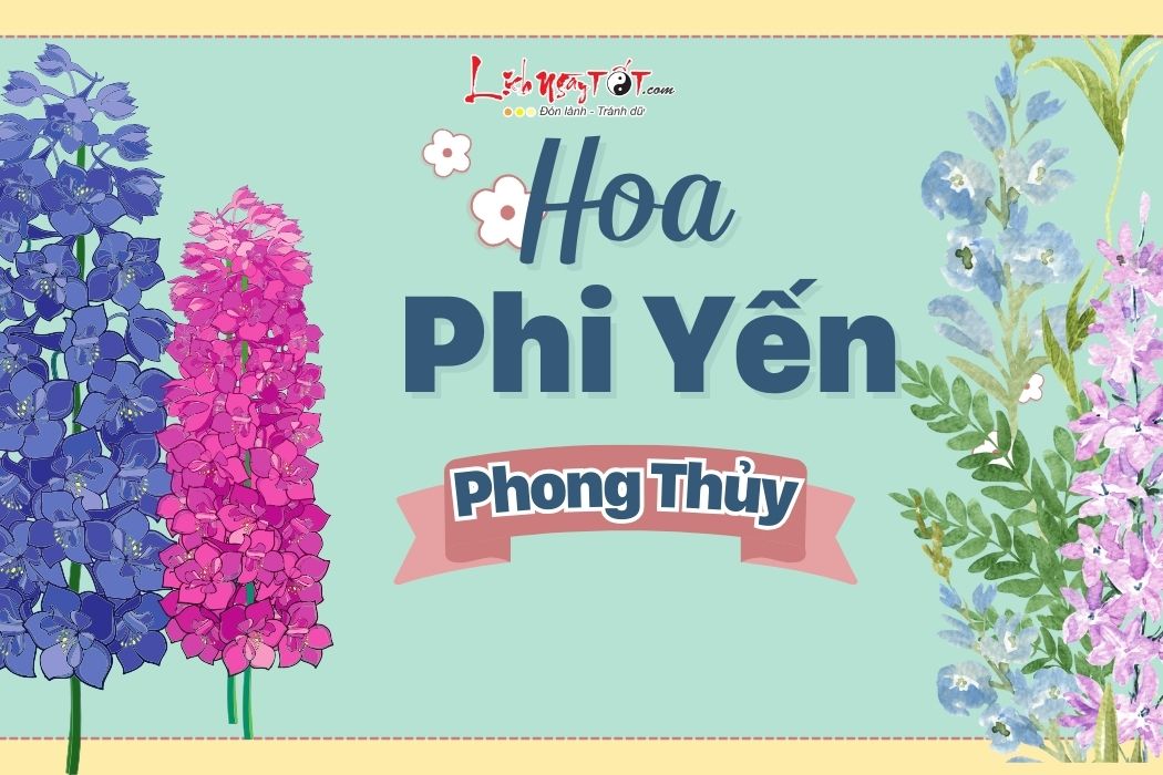 Hoa phi yen phong thuy