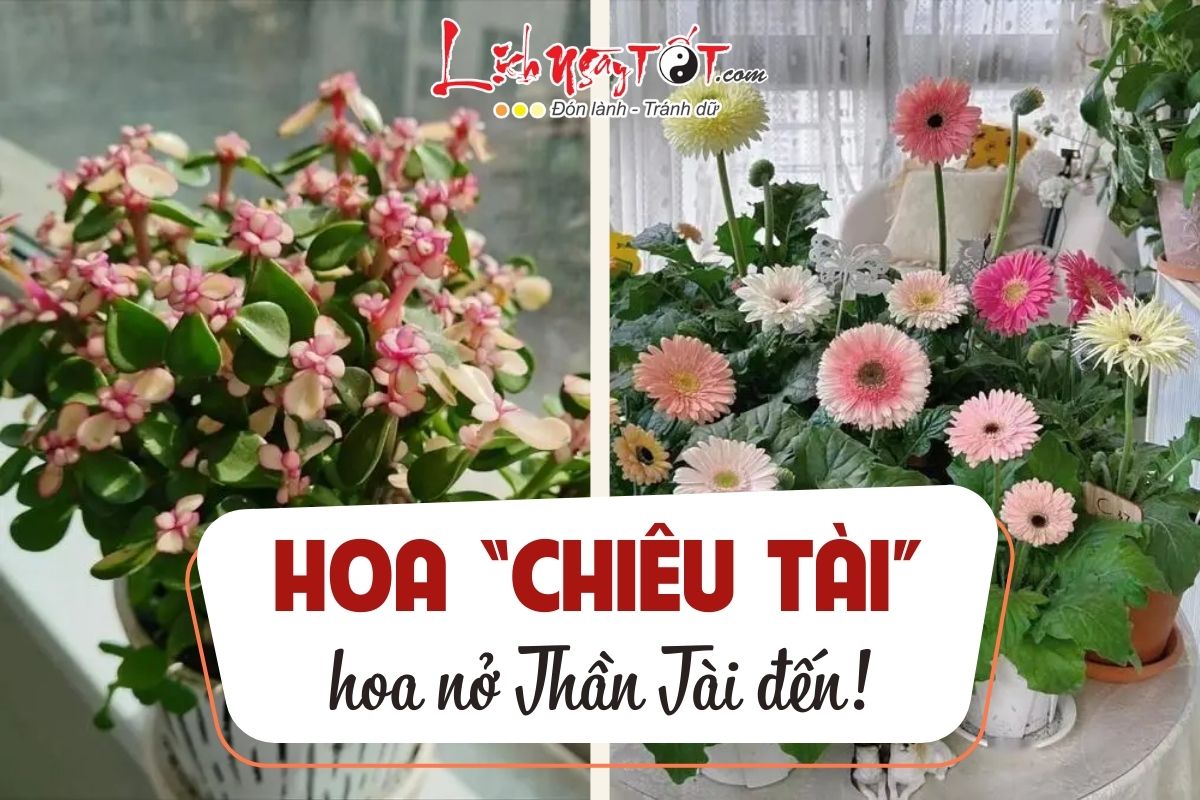 Hoa chieu tai nen trong trong nha