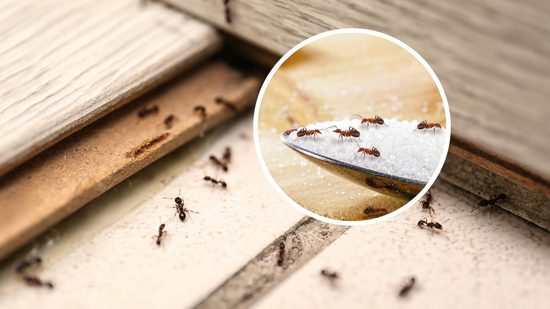 Giải mã hiện tượng Kiến bò vào nhà có tốt không? Mang điềm gì?