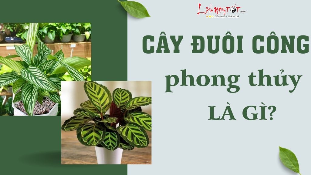 Cay duoi cong phong thuy