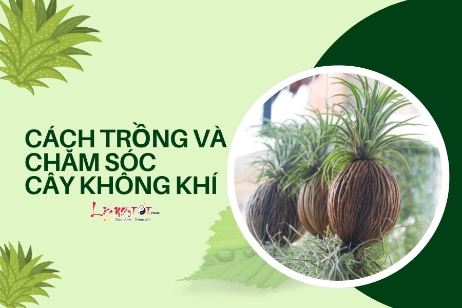 Cach trong va cham soc cay khong khi
