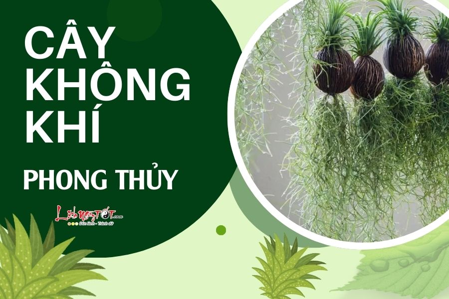 Cay khong khi phong thuy la gi