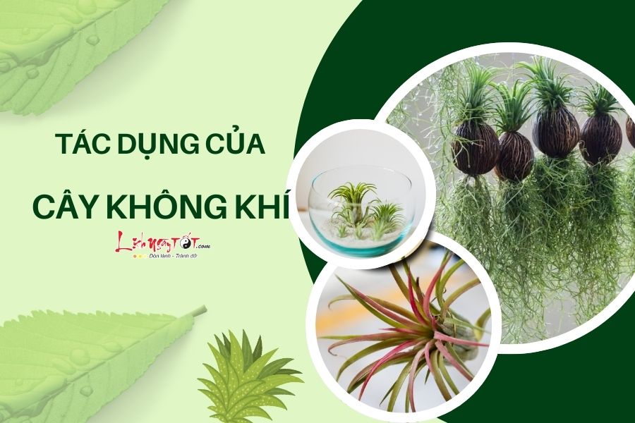 Tac dung cua cay khong khi