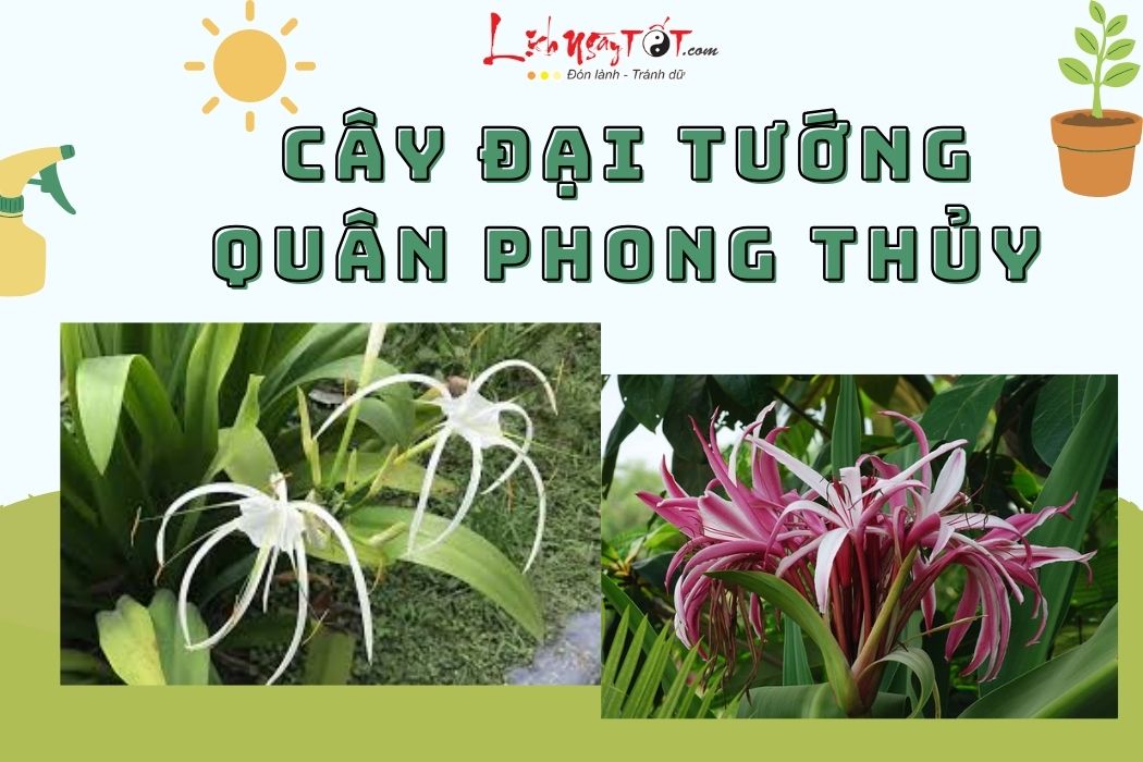 Cay dai tuong quan phong thuy la cay gi