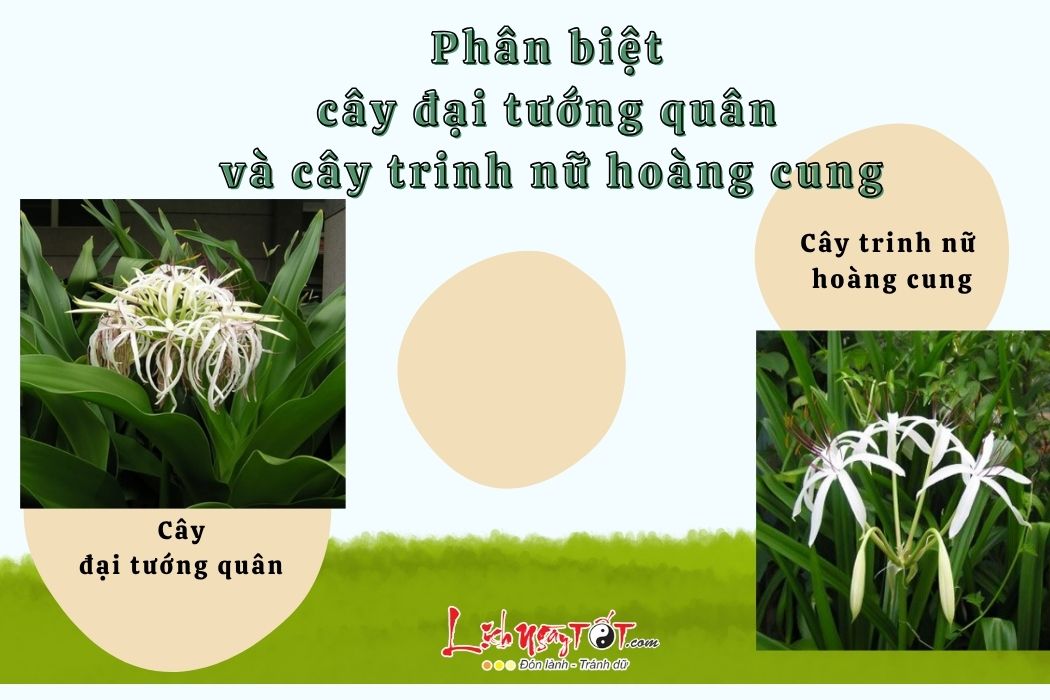 Phan biet dai tuong quan va trinh nu hoang cung