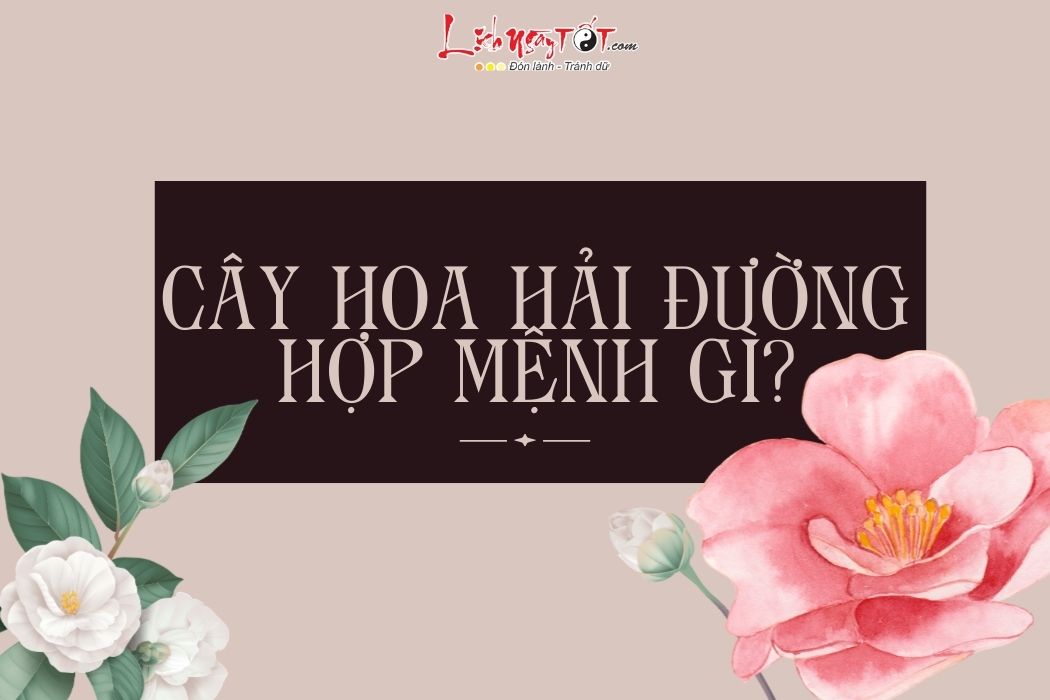 Hoa hai duong hop menh gi