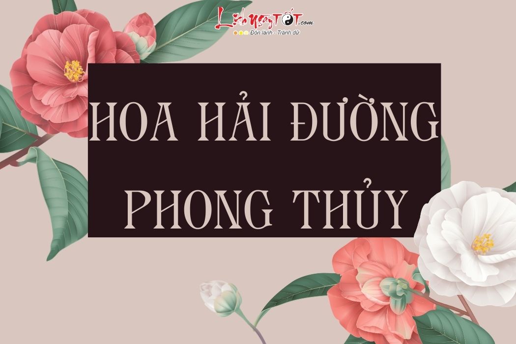 Hoa hai duong phong thuy