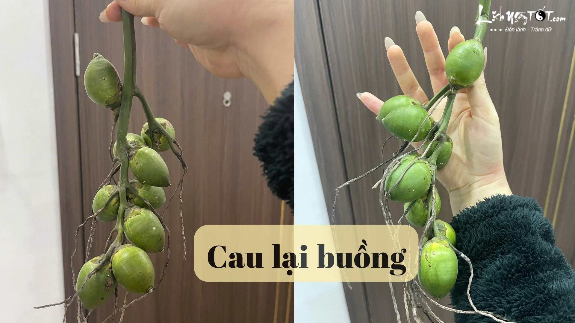 Cau lai buong