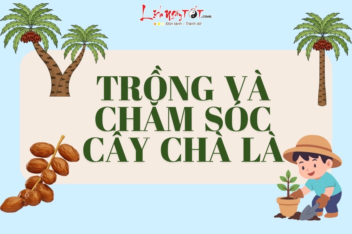 Cay trong va cham soc cay cha la phong thuy