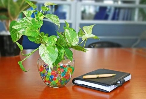 Sắp xếp cây xanh trong văn phòng theo phong thủy