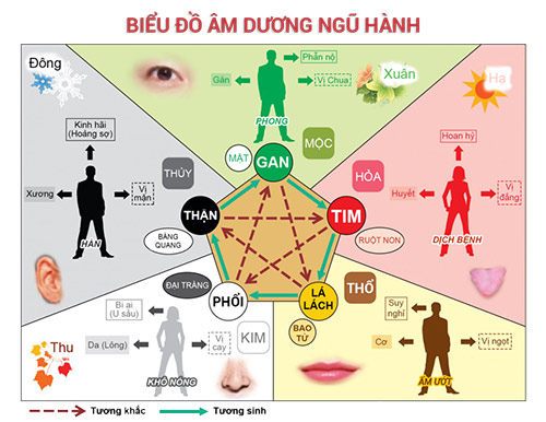 Tim hieu ve thuoc tinh ngu hanh cua ngu tang de bao ve suc khoe hinh anh