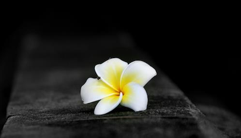 Loại hoa không cúng trên bàn thờ, hoa đại Loại hoa không cúng trên bàn thờ, hoa dại