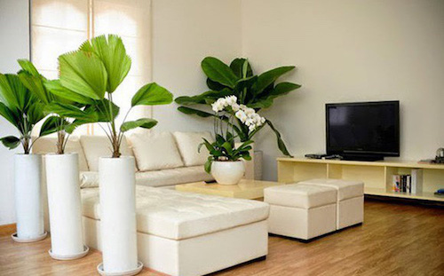 Mang thêm cây xanh vào nhà Mang thêm cây xanh vào nhà