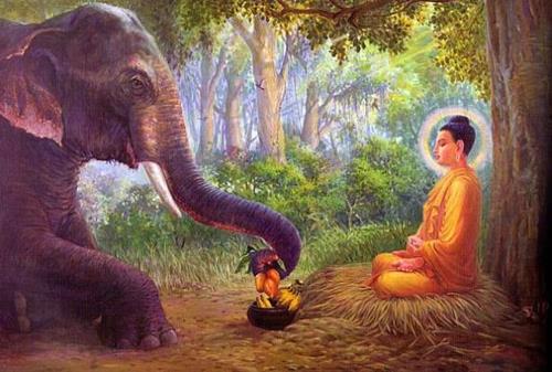 Nhân duyên tốt lành giữa voi và Đức Phật